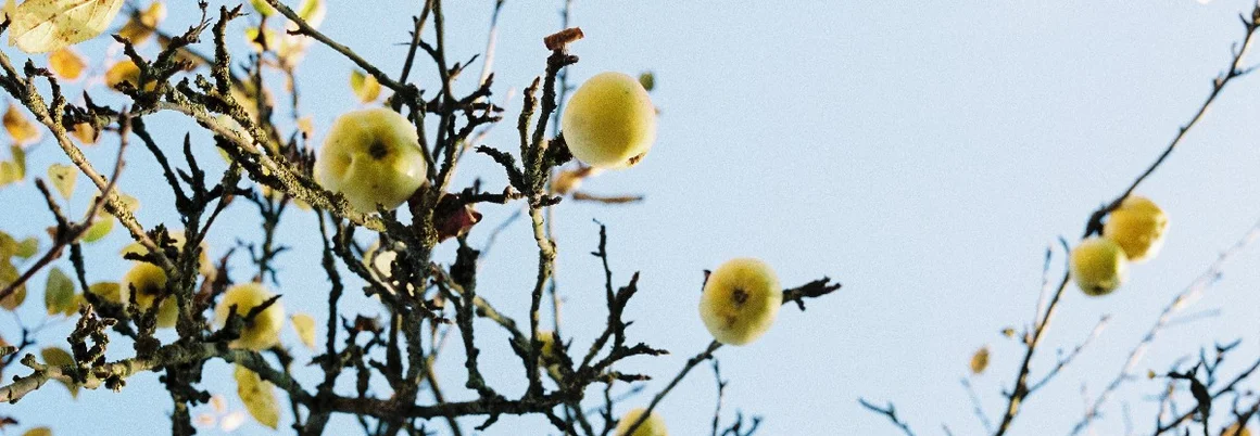 Apfelbaum mit Äpfeln im Herbst